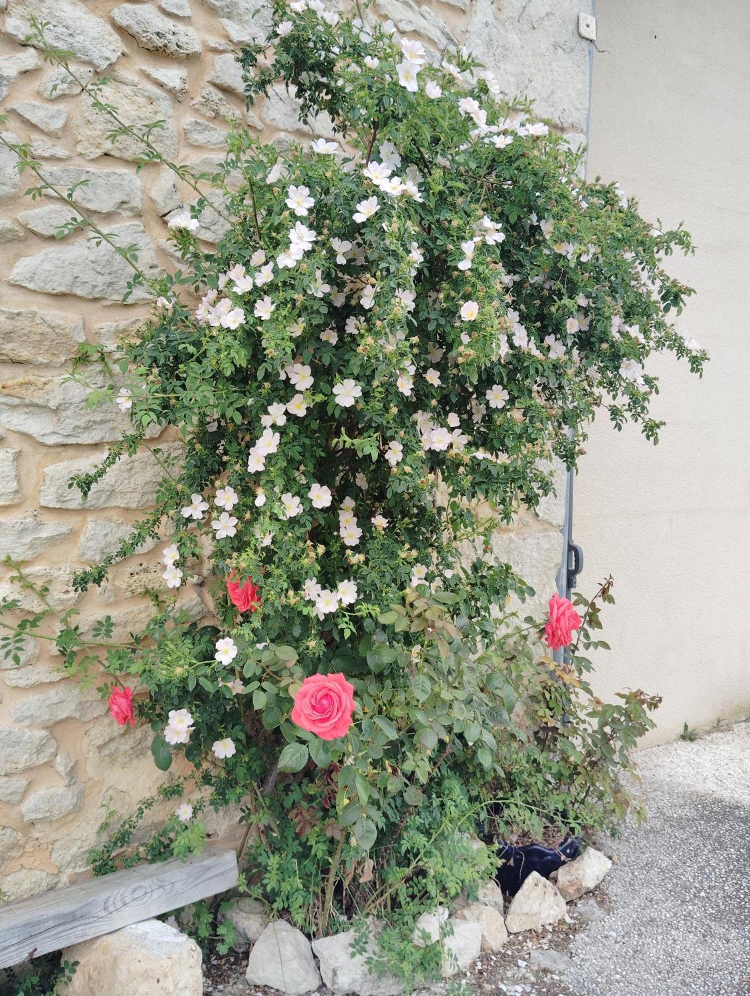 Gite L'Edenwine Doulezon Extérieur photo